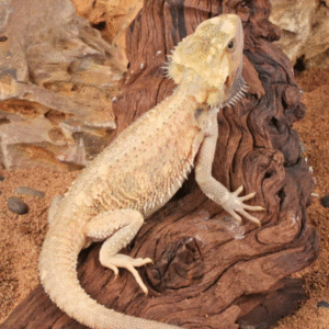 Juvenile Pied Bearded Dragon for sale