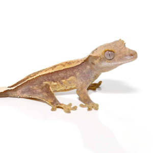 Juvenile Premium Crested Gecko for sale