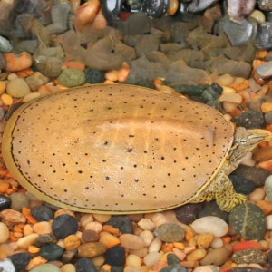 Juvenile Spiny Softshell Turtle for sale