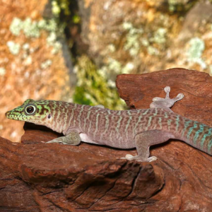 Juvenile Standings Day Gecko for sale