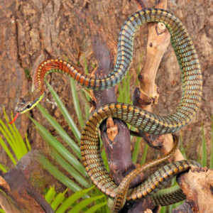 Kopstein’s Bronzeback Snake for sale.