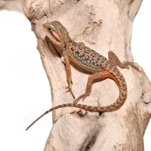 Leatherback Dunner Bearded Dragon for sale