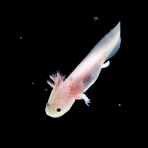 Leucistic Axolotl for sale.