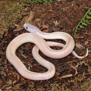 Leucistic Indonesian Spitting Cobra for sale