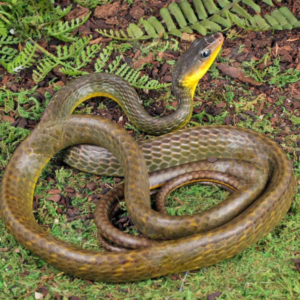 Linnaeu’s Sipo Snake for sale.