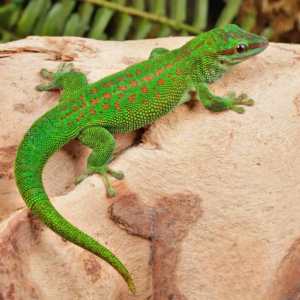 Madagascar Day Gecko for sale.