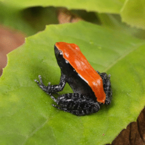 Mahogany Frog for sale
