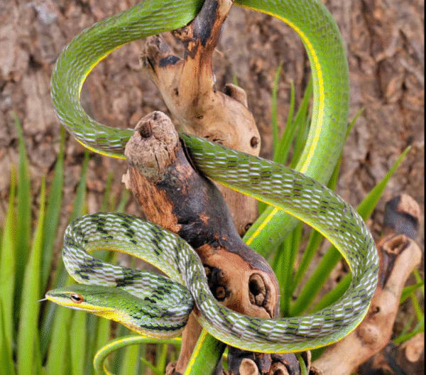Malaysian Vine Snake for sale.