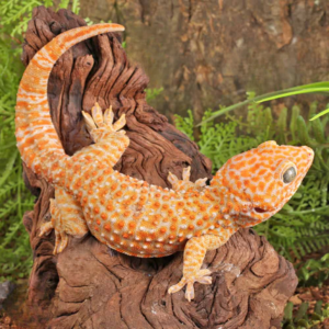 Male Albino Tokay Gecko for sale