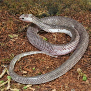 Male Pied Indonesian Spitting Cobra for sale