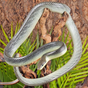 Male “Platinum” Red Tailed Green Ratsnake for sale