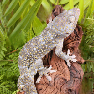 Male Platinum Tokay Gecko for sale