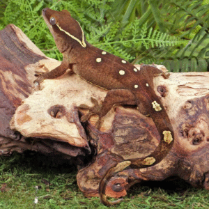 Male White Collar Sarasinorum Gecko for sale