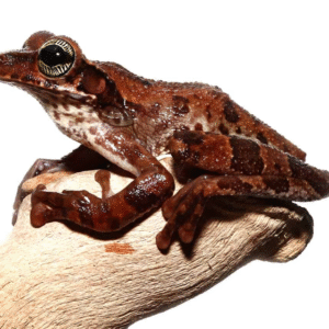 Manaus Slender-Legged Tree Frog for sale