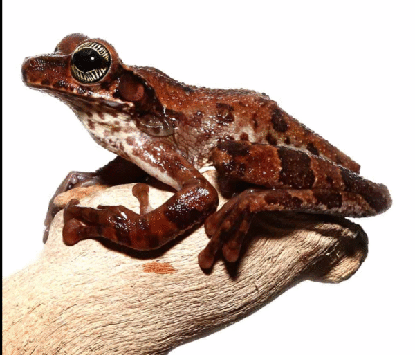 Manaus Slender-Legged Tree Frog for sale