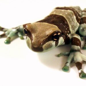 Milk Frog – Trachycephalus Resinifictrix for sale