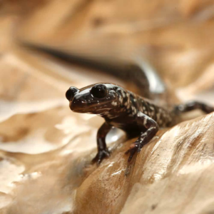 Mississippi Slimy Salamander for sale.