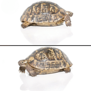 Moroccan Male Greek Tortoise available for sale