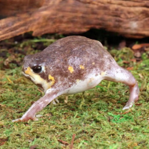Mozambique Rain Frog for sale.