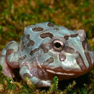 Mutant Blue Metal Pacman Frog for sale