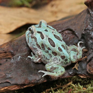 Mutant Caribbean Pacman Frog for sale