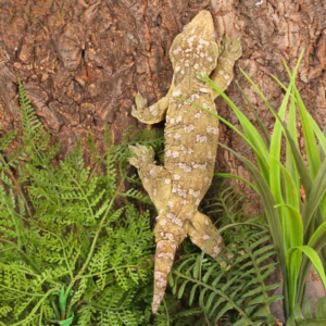 Neon High Pink Pine Island Leachianus Gecko for sale