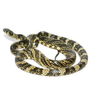 Nicaraguan Tiger Ratsnake for sale