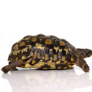 Northern Zombensis Hingeback Tortoise for sale