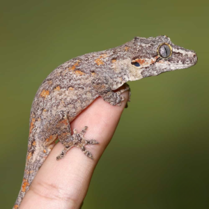 Orange Blotched Gargoyle Gecko for sale