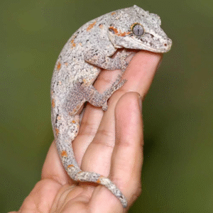 Orange Blotched Light Base Gargoyle Gecko for sale