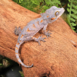 Orange Reticulated Gargoyle Gecko for sale