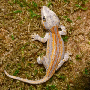 Orange Striped Gargoyle Gecko for sale