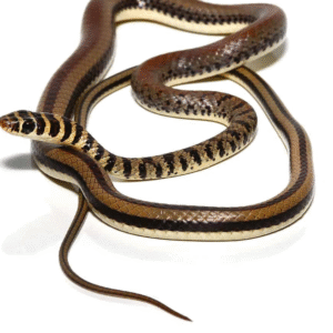 Ornate Olympic Snake Pair for sale.