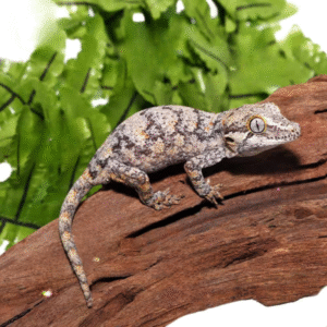 Pair Sub Adult Blotched Gargoyle Gecko for sale