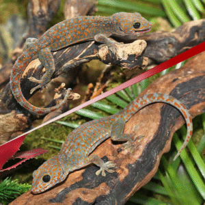 Paradox Spot Tokay Gecko Pair for sale