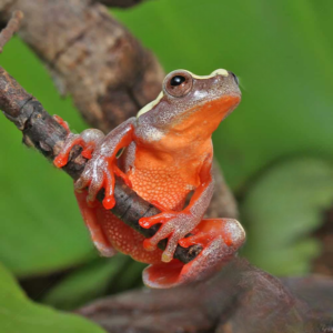 Patternless Triangle Tree Frog for sale