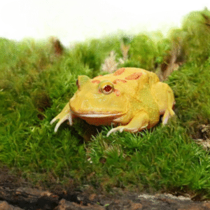 Pikachu Pacman Frog for sale.
