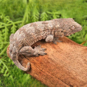 Poindimie x Mt. Khogis Leachianus Gecko for sale