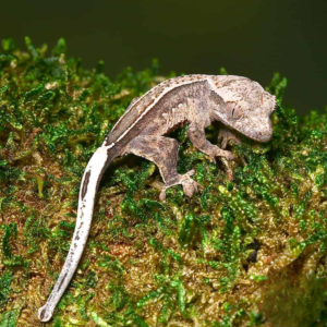 Pumpkin Reverse Pinstripe Harlequin Crested Gecko for sale