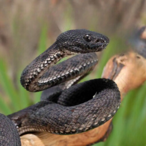 Purple Spotted Pit Viper for sale.