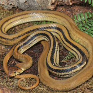 Radiated Ratsnake for sale.