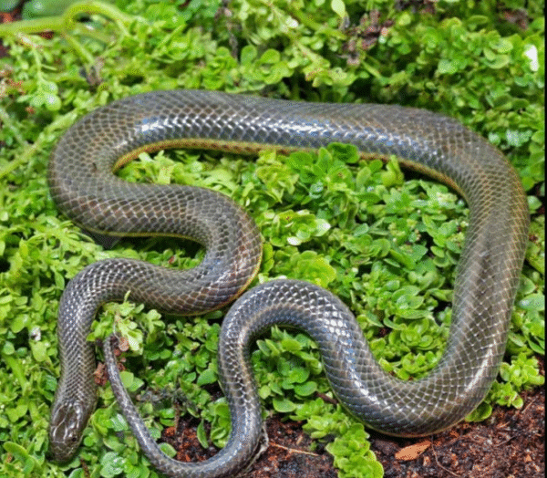Rainbow Water Snake for sale.