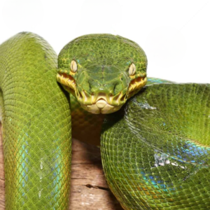Reduced Pattern Emerald Tree Boa for sale