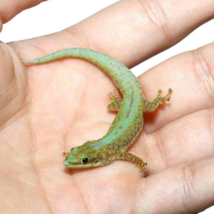 Robert Merten’s Day Gecko for sale