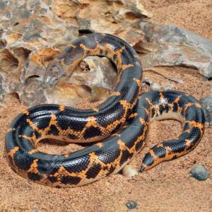 Saharan Sand Boa for sale.