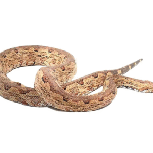 San Isabel Island Ground Boa for sale.