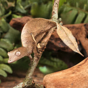 Satanic Leaftail Gecko for sale