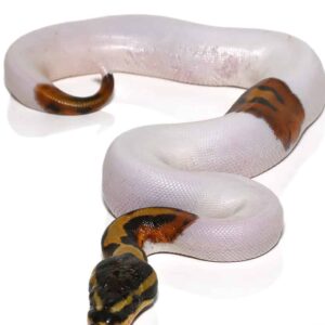 Scaleless Head Pied Ball Python for sale.