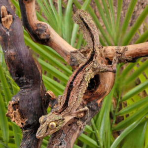 Sikorae Mossy Leaf Tail Gecko for sale
