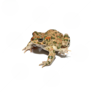 Six Legged Mutant Green Toad for sale
